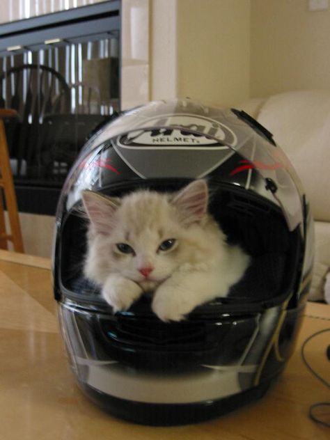 :) awwww Angry Cat, Silly Cats Pictures, Silly Animals, Cat Aesthetic, Motorcycle Helmet, Funny Cute Cats, Cat Wallpaper, Cute Cats And Dogs, Silly Cats