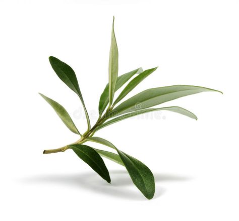 Fresh olive branch leaves. On white background , #AD, #branch, #olive, #Fresh, #background, #white #ad Branch Leaves, Plant Study, Eucalyptus Branches, Leaf Images, Olive Leaf, Plant Pictures, Olive Branch, Olive Tree, Leaf Art