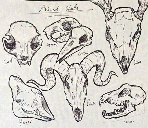 Animal skulls practice Media: Ink on paper ⁺‧₊˚ ཐི⋆♱��⋆ཋྀ ˚₊‧⁺ #morute #skulls #moruteart #skullart Anatomy Drawing Practice, Animal Skull Drawing, Easy Skull Drawings, Bear Skull, Skull Reference, Skull Sketch, Skeleton Drawings, Mask Drawing, Animal Teeth