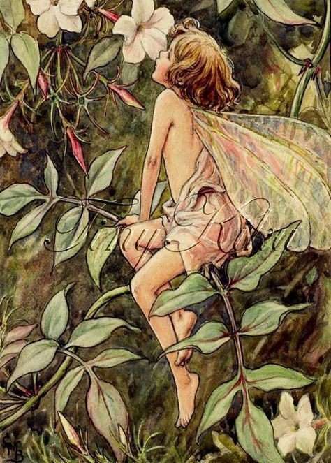 THE JASMINE FAIRY BY CICELY MARY BARKER Alphabet Fairies, Jasmine Fairy, Pixie Core, Faerie Core, Cicely Mary Barker, Flower Fairy, A Flower, Greeting Card, Illustrations