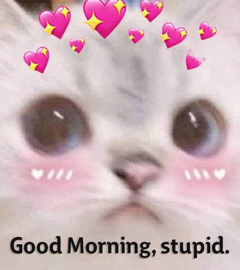 Cute Good morning reaction pic>:D Good Morning Reaction, Good Morning Reaction Pic, Good Morning Meme, Good Morning Cat, Good Night Cat, Cute Cat Memes, Morning Cat, Morning Memes, Cute Good Night