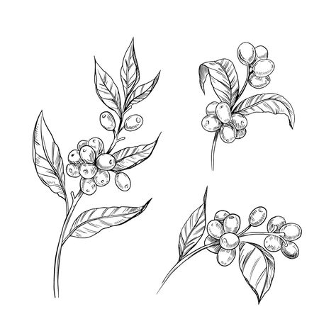 Coffee Bean Plant Drawing, Coffee Plant Line Art, Coffee Plant Art, Coffee Bean Plant Tattoo, Coffee Plant Tattoo Minimalist, Coffee Tree Tattoo, Coffee Branch Tattoo, Flower Plant Tattoo, Coffee Plant Drawing