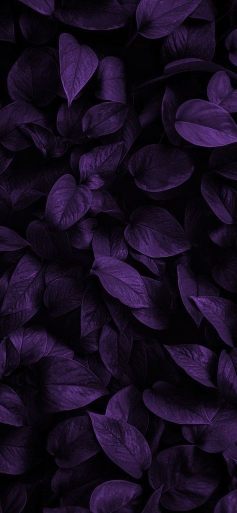 Violets Wallpaper Flower, Dark Purple Flowers Wallpaper, Deep Purple Aesthetic Wallpaper, Acotar Clothing, Purple Vibe Wallpaper, Dark Violet Wallpaper, Deep Purple Aesthetic, Flower Wallpapers For Iphone, Deep Purple Wallpaper