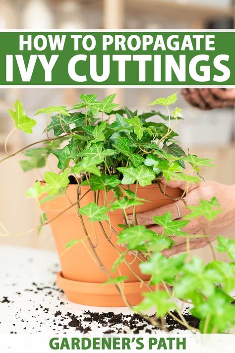 Propagate Ivy, Plants From Cuttings, The Constant Gardener, Ivy Look, Ivy Vine, Ivy Plants, Indoor Plant Care, New Roots, Peat Moss