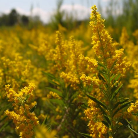 A field of Goldenrod in the summer Goldenrod Aesthetic, Cabin 21 Hestia, Goldenrod Flower, Yellow Photography, Wildflowers Photography, State Flowers, Mustard Flowers, Wild Meadow, Yellow Wildflowers