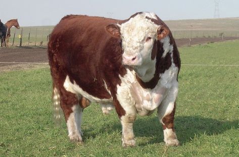 Cattle Business, Hereford Bull, Brahma Bull, Hereford Cows, Hereford Cattle, Big Deer, Blue Heeler Dogs, Show Cattle, Beef Cattle