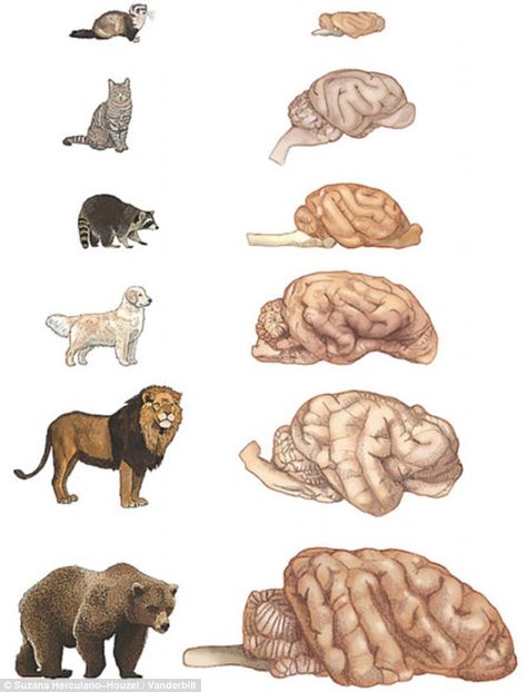 The researchers say the number of neurons in an animal's cerebral cortex is a hallmark of intelligence. The brain of a Golden Retriever was found to have more cortical neurons than a brown bear despite being three times smaller. Pictured are relative animal brain sizes Animal Intelligence, Brain Size, Cat Brain, Female Lion, Vanderbilt University, Brain Cells, Dog Brain, Pet Vet, List Of Animals