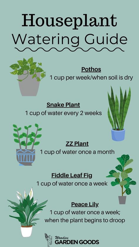 Corn Plant Indoor Care, Beginner Plants Indoor, Decoration Ideas Aesthetic, Aesthetic Snake, Safe House Plants, Water Plants Indoor, Plant Diy, Easy House Plants, Planting Tips