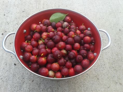 Autumn Guava Jam - Recipe Strawberry Guava Recipes, Cherry Guava Recipe, Guava Jam Recipe, Summer Produce Recipes, Healthy Strawberry Recipes, Guava Recipes, Guava Jelly, Guava Jam, Fruit Syrup