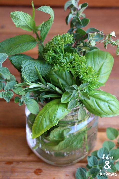 Herb companion planting