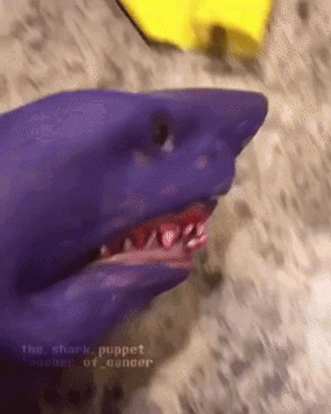 Shark Puppet is inevitable... Shark Puppet, Puppets, Fish Pet, Fish, Memes, Animals