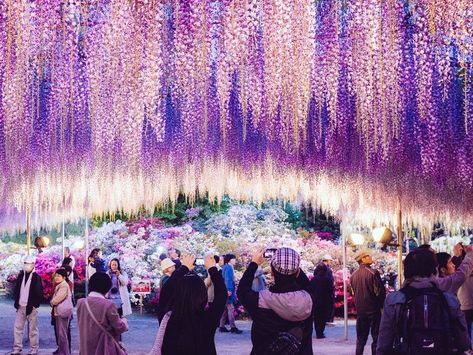 Wisteria Tunnel, Hitachi Seaside Park, Flower Park, Wisteria Plant, Wisteria Tree, Japanese Travel, Japan Travel Guide, Flower Festival, Hyogo