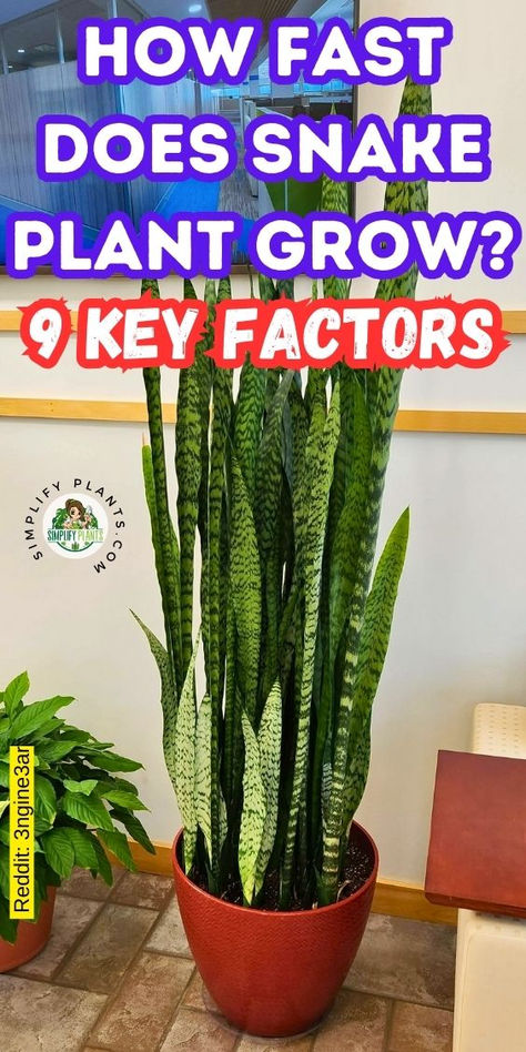 "Discover how fast Snake Plants (Sansevieria Trifasciata) grow with our  guide on 9 essential factors! Learn about optimal Snake Plant care,  including the best soil types for healthy growth, and explore various Snake  Plant varieties like Sansevieria Laurentii, Sansevieria Cylindrica, and  Sansevieria Moonshine. Uncover the common factors that influence plant  growth and get tips for nurturing your Mother-in-Law Plant (Mother In Law  Tongue) to thrive." Mother In Law Tongue Plant, Plants In Glass Bowl, Sansevieria Moonshine, Mother In Law Plant, Snake Plant Indoor, Cane Plant, Indoor Cactus Plants, Snake Plant Varieties, Gardening Inside