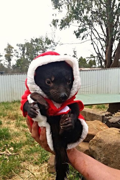 Tasmanian Santa Claws Santa Claws, Tasmanian Devil, Hit And Run, Know Your Meme, Animals Images, Pet Store, Animals Friends, See More, Funny Animals