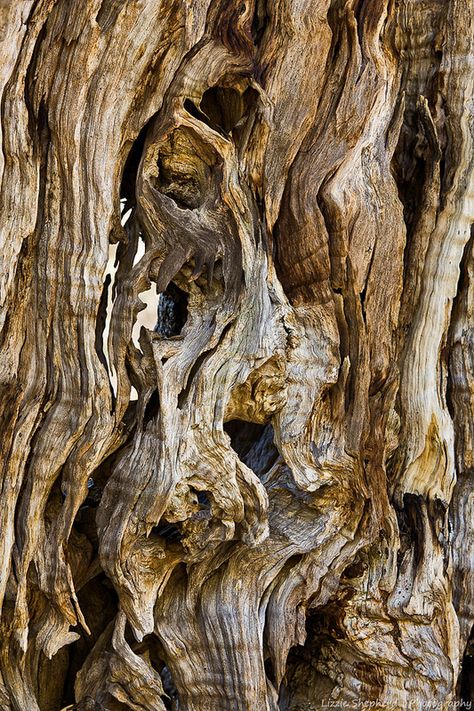 Gnarled olive Weird Trees, Tree Bark Texture, Growth And Decay, Tree Textures, Texture Inspiration, Image Nature, Whatsapp Wallpaper, Ancient Tree, Tree Trunks