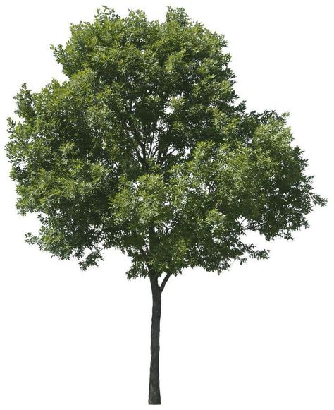 Tree Png Photoshop, Photoshop Tree, Trees Texture, Tree Psd, Tree Cutout, Tree Texture, Trees Top View, Texture Photoshop, Tree Photoshop