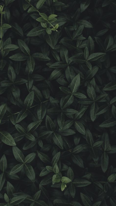 Forest Wallpaper Iphone, Dark Green Aesthetic, Wallpaper Tumblr, Plant Wallpaper, Forest Wallpaper, Beauty Standards, Leaf Wallpaper, Authentic Self, Pastel Wallpaper