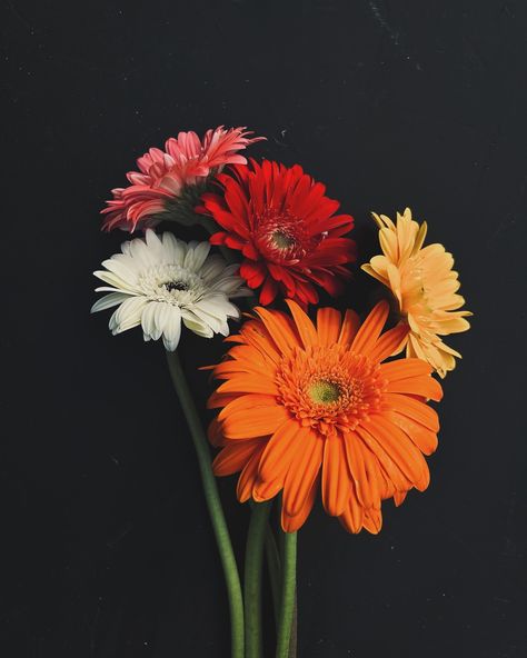 “Gerbera blossoms: a kaleidoscope of colors, each petal telling a unique story of beauty and diversity.” 🍃✨🌸🌼 #garden #flower #gerbera #daisyflower #colour #insta #instagram #instagood #instalike #instadaily #fyp #instaphoto Gerbera Daisy Wallpaper, Gerbera Daisy Aesthetic, Gerbera Wallpaper, Flores Aesthetic, Drawing Closer, Gerbera Daisy Flower, Photos Of Flowers, Gerbera Flower, Gerbera Daisies