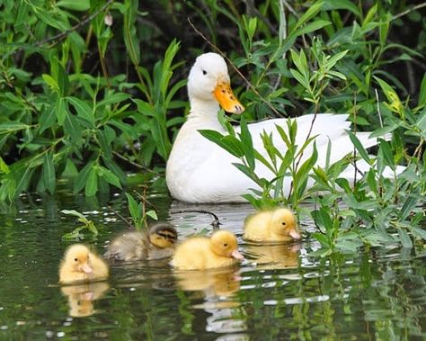 Duck And Ducklings, Duck Photo, Pet Ducks, Cute Ducklings, British Birds, Duck Pond, Baby Ducks, Mallard Duck, Nature Birds