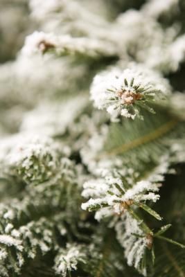 How to Make Homemade Christmas Tree Flocking. I HAVE to do this on our extra christmas tree!!!  I just have to remember to string lights before flocking! Soap Flakes, Snow Crafts, Homemade Christmas Tree, Artificial Snow, Snow Flock, Flocked Trees, Fake Snow, Cheap Christmas Gifts, Fresh Christmas Trees