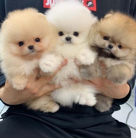 Cute Fluffy Dogs, Pomeranian Puppy For Sale, Cute Small Dogs, Cute Dog Wallpaper, Cute Dogs Images, Very Cute Puppies, Really Cute Puppies, Pomeranian Puppies, Super Cute Puppies