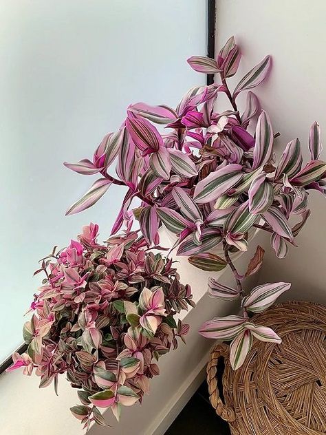 House Jungle, Plants With Pink Flowers, Wandering Jew Plant, Cube House, Wandering Jew, Inside Plants, Pink Plant, Plant Decor Indoor, Colorful Plants