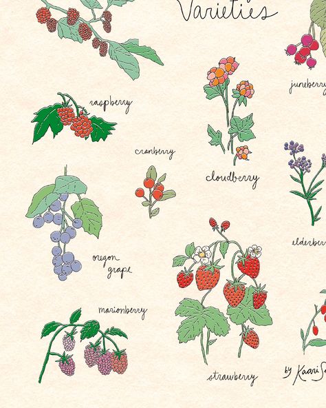 Berry Varieties Drawing these posters for my 2024 Kaari’s Kitchen collection has been enlightening! During my research phase, I’ve stumbled upon more than a few interesting and surprising facts about common edible plants. For example, the fruit I chose to put on this illustration are just ones we think colloquially as berries. So, *disclaimer and fun fact*, I learned that strawberries, raspberries and blackberries (along with a few others drawn here) are not in fact true berries in the bota... Blackberry Drawing, Blackberry Illustration, Berries Drawing, Berry Drawing, Berries Illustration, Berry Print, Berry Picking, Spring Wallpaper, Poster Drawing