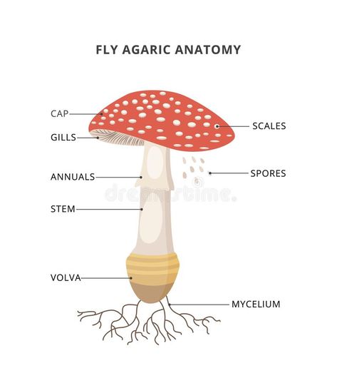 Mushroom Diagram, Anatomy Labeled, Mushroom Anatomy, Parts Of A Mushroom, Anatomy Structure, Biology Diagrams, Mushroom Core, Anatomy Images, Fly Agaric Mushroom