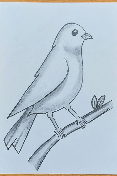 Pencil Shading Birds, Sketch Animals Easy, Drawing A Bird Easy, Basic Animal Drawings, Sketch Of Bird, Birds Sketches Pencil Easy, Cute Easy Animal Drawings Step By Step, Easy Drawings Birds, Pencil Drawings Of Animals Easy