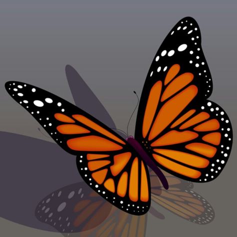 Orange and black butterfly Orange And Black Butterfly, Black Butterfly Tattoo, Orange Birthday, 3d Tattoos, 3d Tattoo, Cute Cartoon Images, Orange Butterfly, Wedding Planning Guide, Butterfly Drawing