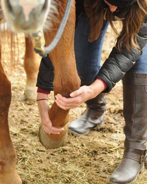 Equine Massage Therapy, Farm Pets, Horse Massage, Horse Education, Equine Veterinarian, Equine Massage, Horse Training Exercises, Manual Therapy, Dental Photography