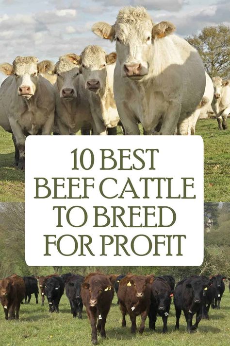 Beef Farming, Breeds Of Cows, Miniature Cows, Cattle Barn, Beef Cow, Raising Cattle, Hereford Cattle, Raising Farm Animals, Cattle Feed