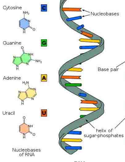 RIBONUCLEIC ACID STRUCTURE & FUNCTION: Ribonucleic acid (RNA) functions as genetic messengers and builders of the cellular world. Here are the basics on this important biomolecule. Nucleic Acid Structure, Dna E Rna, Recombinant Dna, Dna Project, Transcription And Translation, Dna Replication, Medicine Notes, Dna Molecule, Biology Lessons