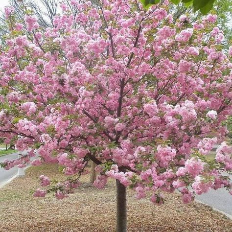 Kwanzan Cherry Tree, Cypress Mulch, Ornamental Cherry, Fringe Tree, Weeping Cherry Tree, Flowering Cherry Tree, Street Trees, Cherry Trees, Specimen Trees