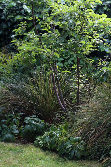 Garden With Seating Area, Courtyard Shade, Garden With Seating, Seating Area Design, Small Courtyard Garden, Small Trees For Garden, Shade Garden Design, Small Courtyard, Courtyard Landscaping