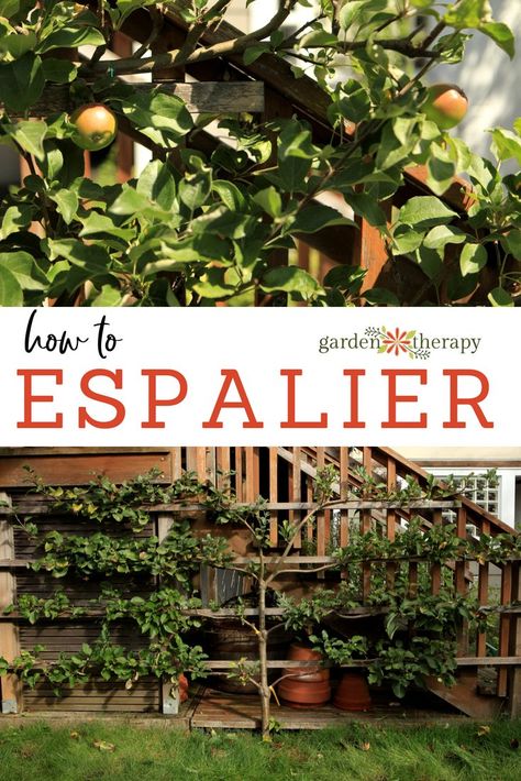 Espaliated Fruit Trees, Lemon Tree Espalier, Espalier Cherry Tree, Espalier Fruit Trees Training, How To Espalier Fruit Trees, Plum Espalier, Espalier Fruit Trees Fence, Espalier Diy, Espalier Trees