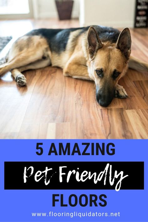 5 Amazing Pet Friendly Floor Options! Water resistant floors for pets #flooring #diy Best Floors For Dogs, Dog Friendly Flooring, Baby Funny Videos, Best Wood Flooring, Floor Options, Pet Friendly Flooring, Flooring Diy, Hardwood Floor Colors, Water Resistant Flooring