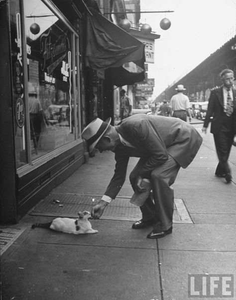 Sitting On Sidewalk, Nina Leen, Vintage Versace, Cat People, Foto Art, Photo Vintage, Cat Sitting, Vintage Vogue, Life Photo