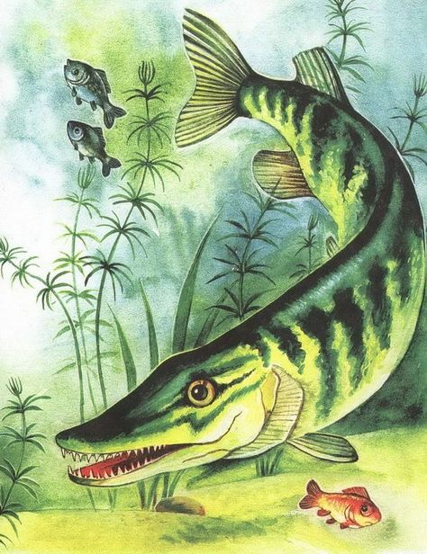 Pike Art, Pike Fish, Dreadlock Hairstyles For Men, Big Cats Art, Fishing Quotes, Painting Art Projects, Cute Backgrounds, Fish Art, Vintage Graphics