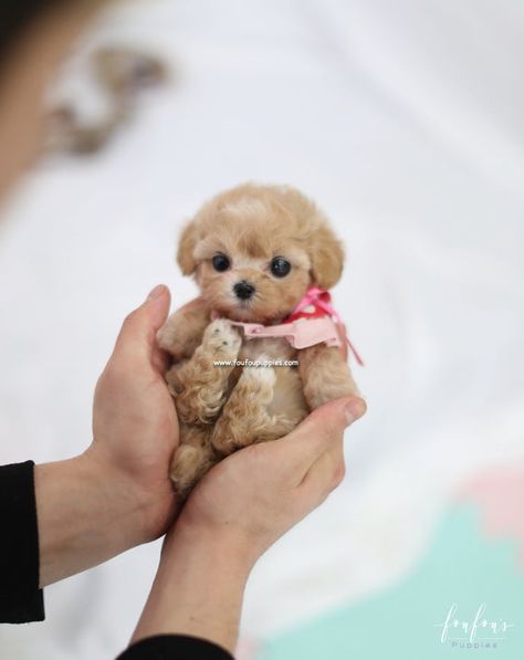 Tattoos Dog, Teacup Poodle Puppies, Micro Teacup Puppies, Teacup Puppy, Maltipoo Puppies For Sale, Teddy Bear Puppies, Morkie Puppies, Cute Teacup Puppies, Tattoo Dog