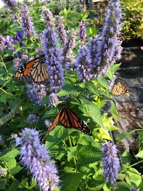 How To Attract Monarch Butterflies To Your Yard - Butterfly Bush Aesthetic, Lydia Astetic, Kiana Core Vibe, Butterfly Garden Aesthetic, Butterflies In Garden, Monarch Butterfly Aesthetic, Butterfly Garden Ideas, Iris Core, Butterfly In Garden