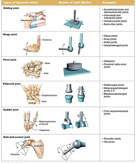 Different types of joints with joint motion #nptestudybuddy #pcestudybuddy #studybuddyfacts #npte #ptstudent #dptstudent Synovial Joints, Types Of Joints, Human Joints, Joints Anatomy, Body Joints, Muscle Anatomy, Human Anatomy And Physiology, Medical Anatomy, Hand Therapy