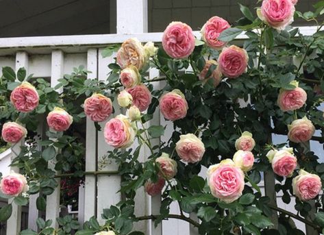 Climbing Roses Trellis, Rose Plant Care, Eden Rose, Rose Arbor, Climbing Flowers, Rose Trellis, Rose Rise, Climbing Rose, Heirloom Roses