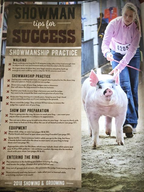 Nasco swine showman tips for success Livestock Quotes, Livestock Judging, Pig Facts, Pig Showing, Raising Pigs, Pot Belly Pigs, Pig Pen, Show Cattle, Pig Shirts