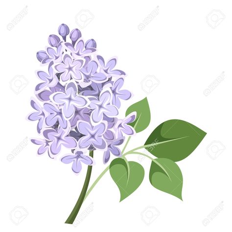 Lilac Bushes, Flowers Vector, Scented Oil, Lilac Flowers, Scented Oils, Flower Illustration, Free Vector Art, Featured Art, Image Photography