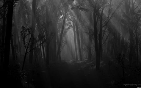 Free download Dark Scary Forest Path Images Pictures Becuo [1600x1000] for your Desktop, Mobile & Tablet | Explore 48+ Scary Forest Wallpaper | Dark Forest Wallpapers, Creepy Forest Wallpaper, Scary Halloween HD Wallpapers Tree Wallpaper Phone, Dark Desktop Backgrounds, Forest Wallpaper Iphone, 1366x768 Wallpaper Hd, Monochrome Wallpaper, Dark Forest Aesthetic, Monochrome Background, Dark Tree, Goth Wallpaper