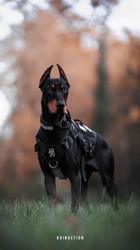 Doberman tactical vest photoshoot in the forest during autumn Vest Photoshoot, Doberman Photoshoot, Black Doberman Pinscher, Anjing Doberman, Photoshoot In Forest, European Doberman, Black Doberman, Doberman Love, Doberman Pinscher Dog