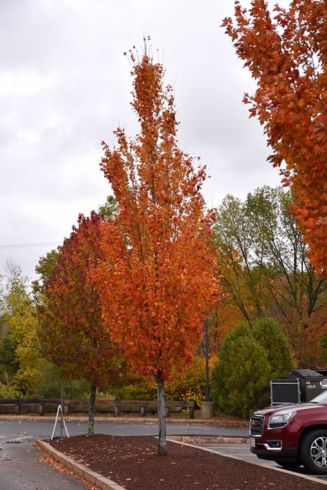 Click to view a full-size photo of Armstrong Gold® Maple (Acer rubrum 'JFS-KW78') at Gertens Natural Stone Retaining Wall, Pebble Landscaping, Acer Rubrum, Halloween Lighting Outdoor, Compost Soil, Fall Mums, Fall Bulbs, Yard Waste, Red Maple