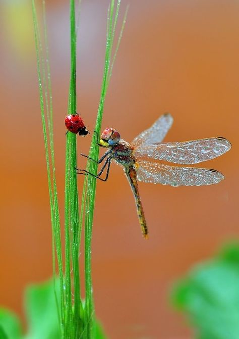 Ladybug and Dragonfly Dragonfly Photos, Dragon Flys, Dragonfly Painting, Dragonfly Dreams, A Bug's Life, Dragonfly Art, Beautiful Bugs, Lady Bird, Face To Face