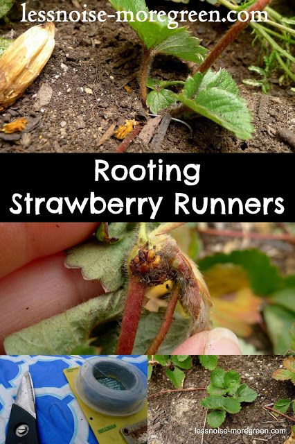 How to Root Strawberry Runners How To Start A Strawberry Patch, How To Plant Strawberry Runners, Strawberry Runners Planting, When To Plant Strawberries, Copper Shelving, Strawberry Growing, Gardening Veggies, Strawberry Runners, Garden 101